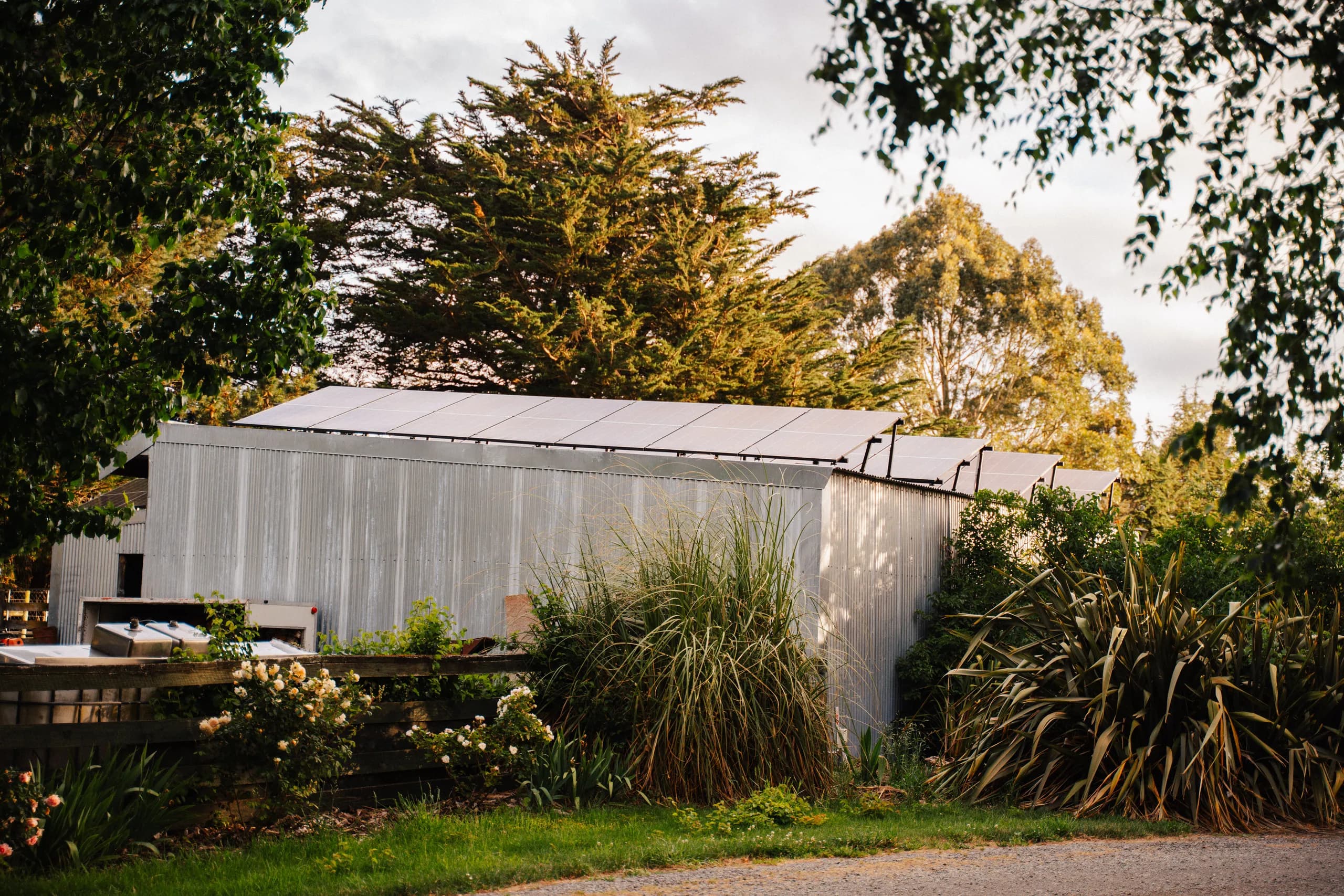 A weathered corrugated-iron farm shed with roof-mounted solar panels, framed by cottage-garden greenery and tall trees in soft evening light.